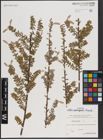 Foto von Salix variegata Franch.